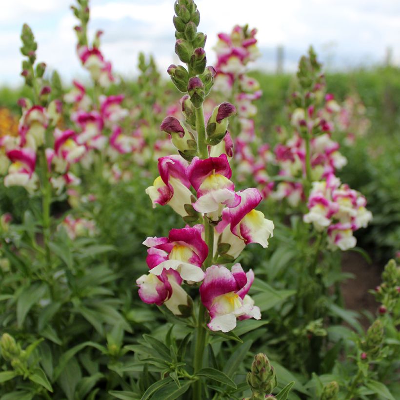 Leeuwenbek Cherry Twist (zaad) - Antirrhinum majus (Bloei)