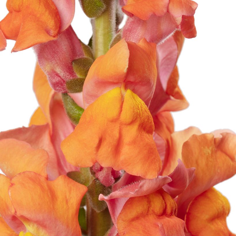 Leeuwenbek Avignon Deep Orange II (zaad) - Antirrhinum majus (Bloei)
