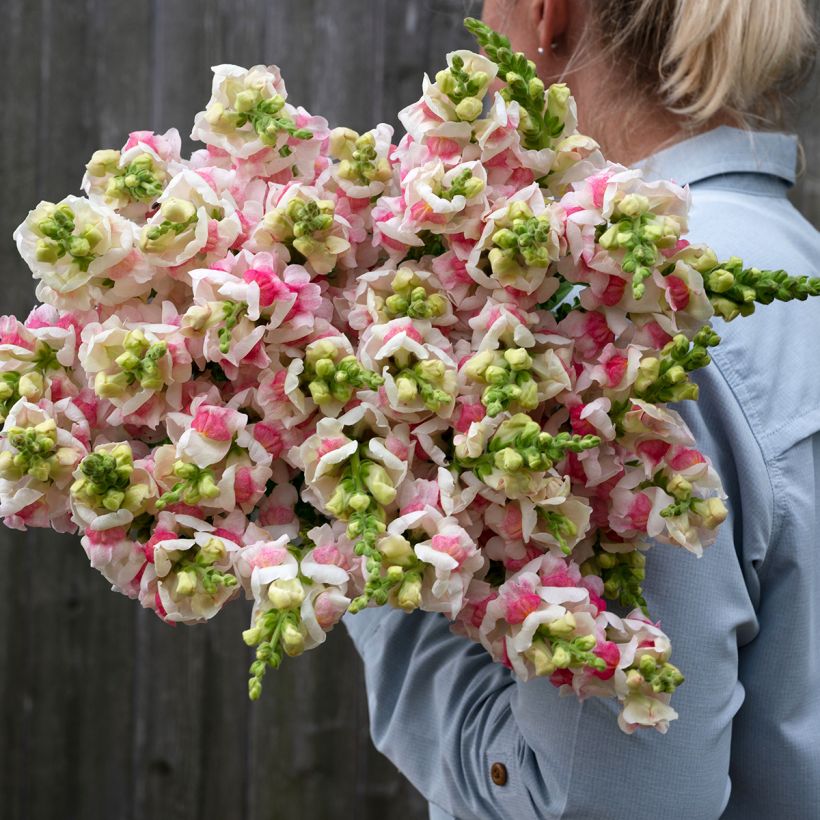 Leeuwenbek Opus III/IV Appleblossom (zaad) - Antirrhinum (Bloei)