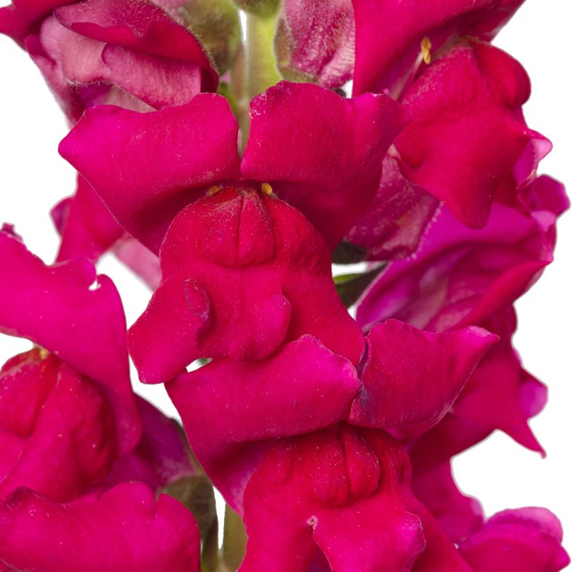 Leeuwenbek Orleans Lilac IV (zaad) - Antirrhinum majus (Bloei)