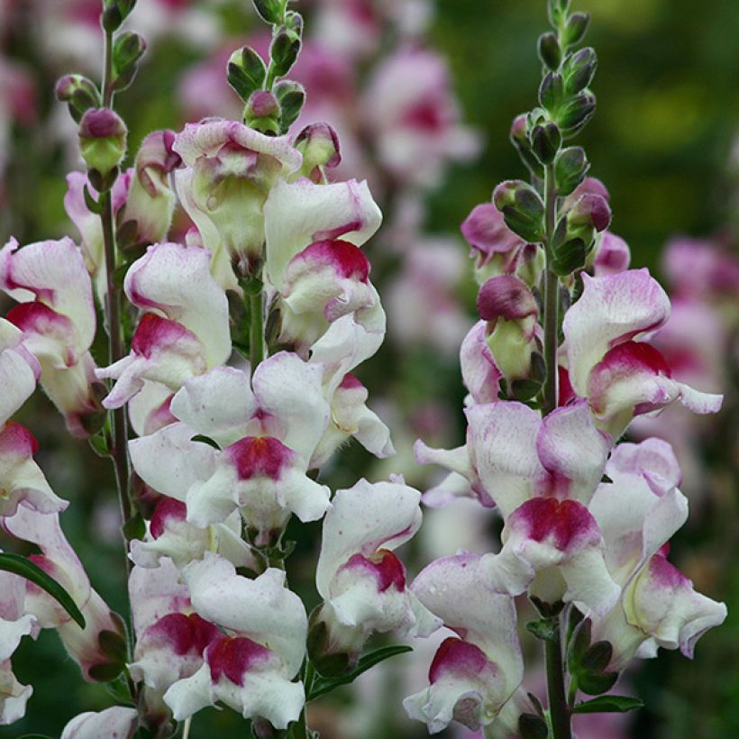 Leeuwenbek Lucky Lips (zaad) - Antirrhinum majus (Bloei)