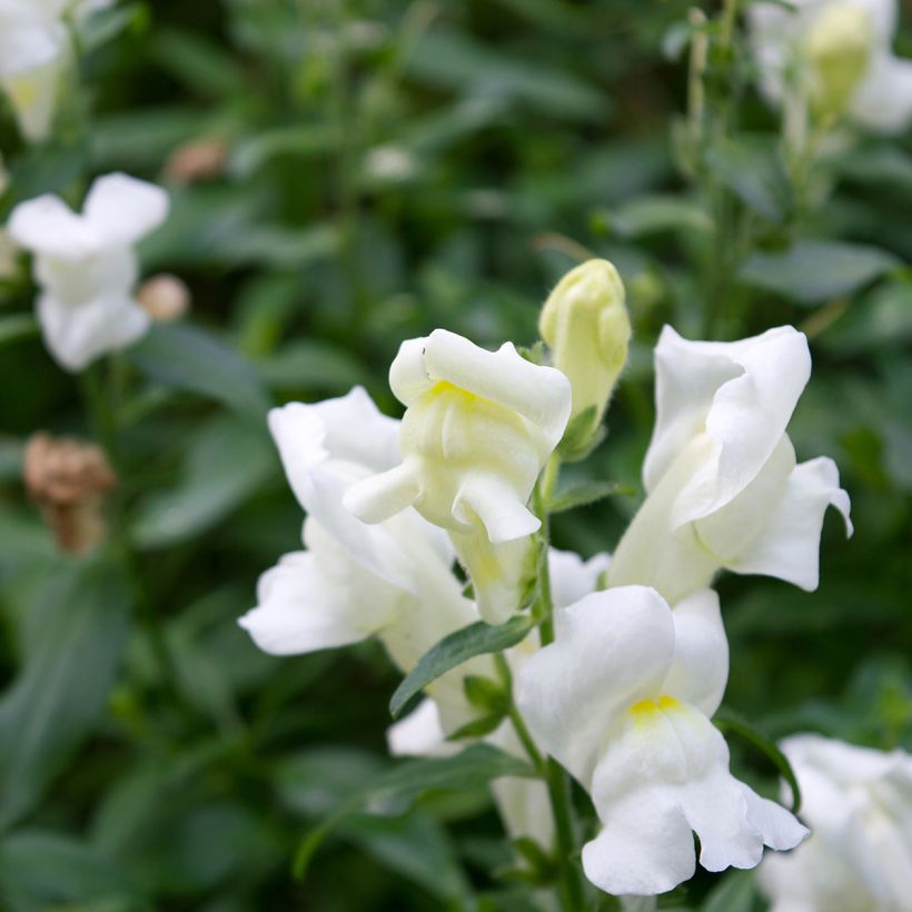 Leeuwenbek Royal Bride (zaad) - Antirrhinum majus (Bloei)