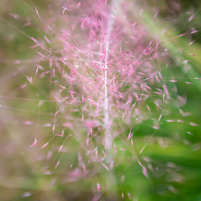 Muhlenbergia capillaris Ruby (zaad) - Prairiegas (Bloei)