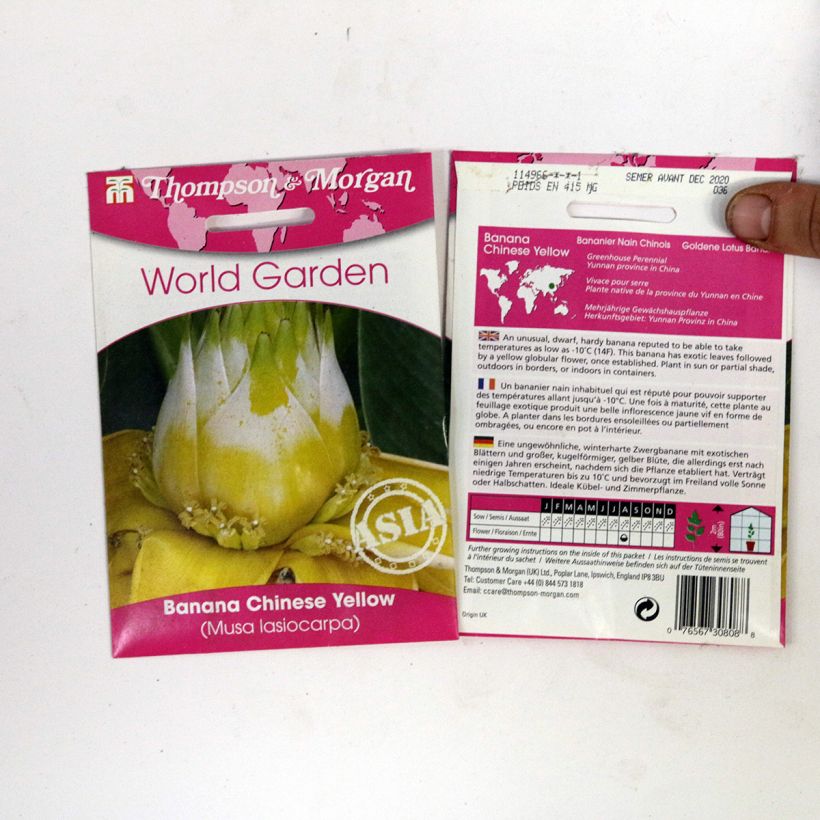 Voorbeeld van een exemplaar van Musella lasiocarpa (zaad) - Chinese lotusbanaan het zakje met 4 zaden zoals geleverd