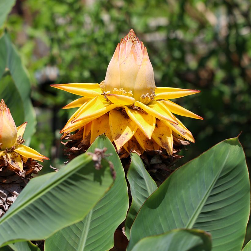 Musella lasiocarpa (zaad) - Chinese lotusbanaan (Bloei)