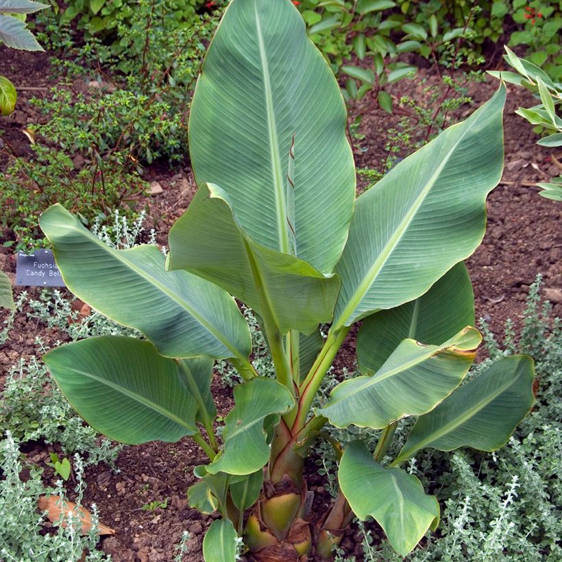 Musella lasiocarpa (zaad) - Chinese lotusbanaan (Groeiplaats)