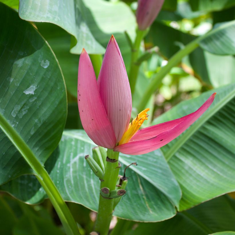Musa velutina (zaad) - Roze dwergbanaan (Bloei)