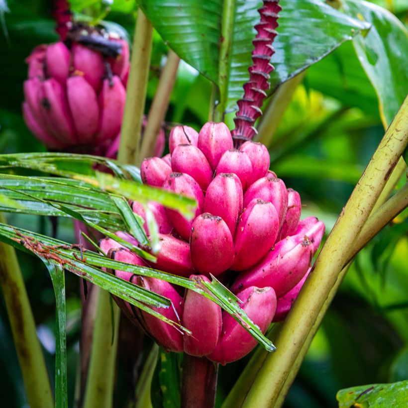 Musa velutina (zaad) - Roze dwergbanaan (Oogst)