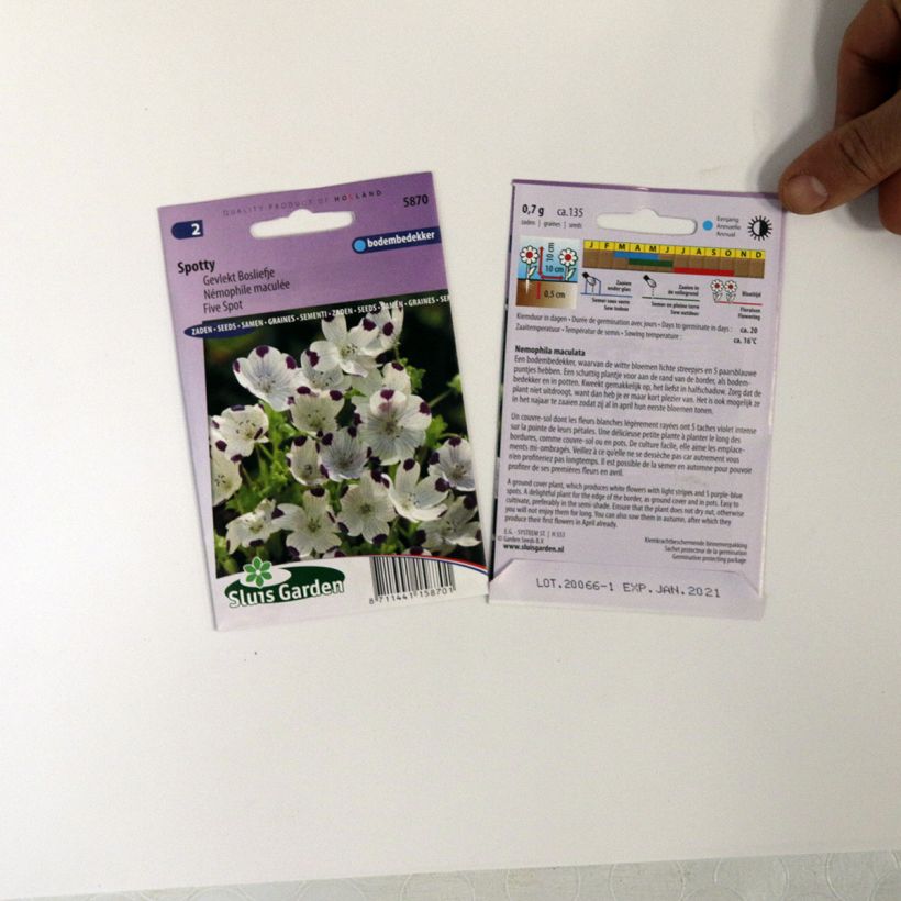 Voorbeeld van een exemplaar van Nemophila maculata Spotty (zaad) - Babyoogjes het zakje met 100 zaden (0,7g) zoals geleverd