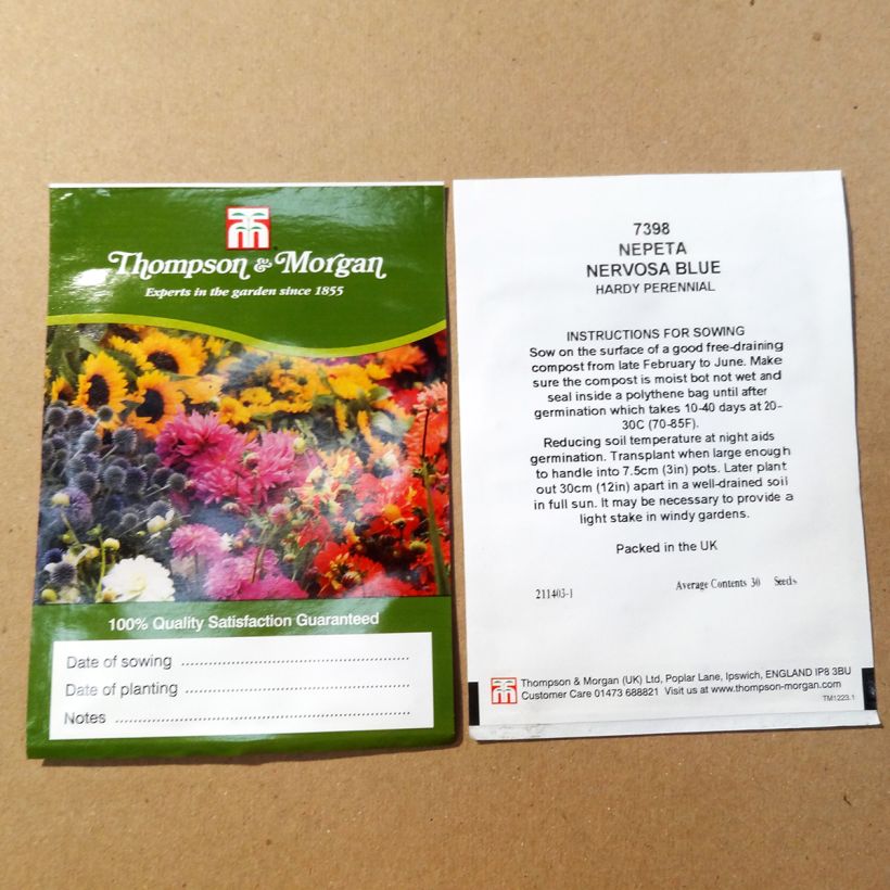 Voorbeeld van een exemplaar van Nepeta nervosa Blue Moon (zaad) - Kattenkruid het zakje met 30 zaden zoals geleverd