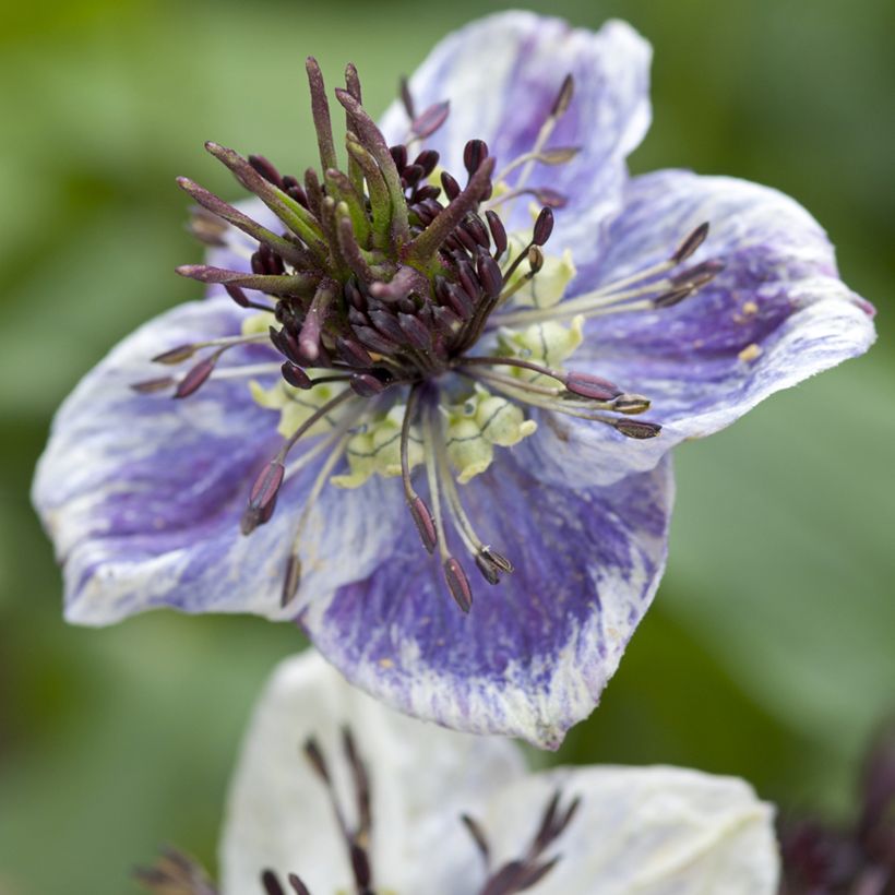 Nigella papillosa Delft Blue (zaad) - Juffertje-in-het-groen (Bloei)