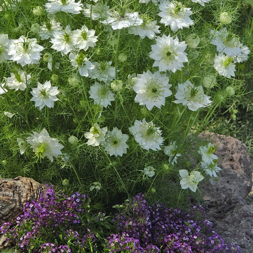 Nigella damascena Wit Groen (zaad) - Juffertje-in-het-groen (Groeiplaats)
