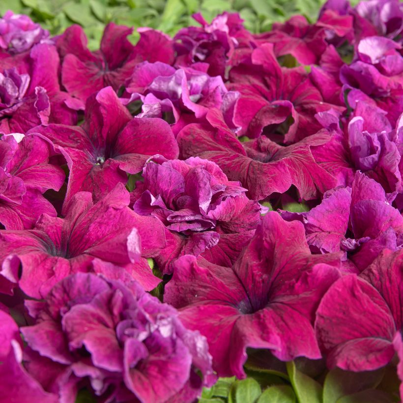 Petunia grandiflora Purple Dwarf (gecoate zaden) - Hangpetunia (Bloei)