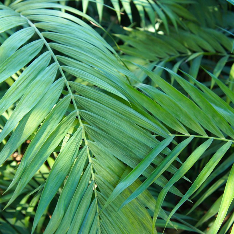 Chamaedorea elegans Collinea (zaad) - Bergpalm (Blad)