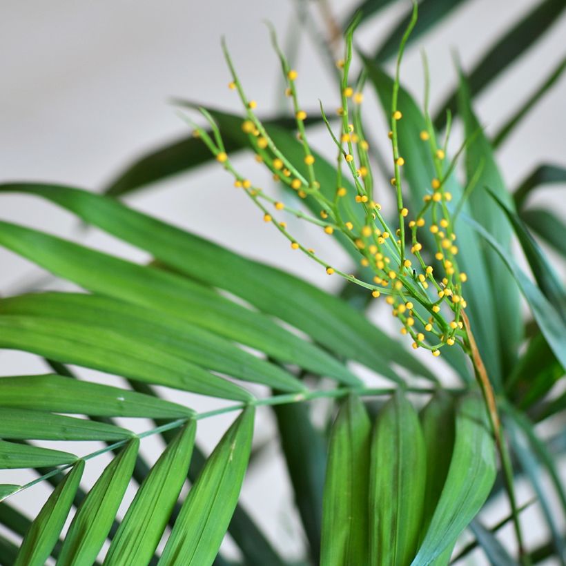 Chamaedorea elegans Collinea (zaad) - Bergpalm (Bloei)