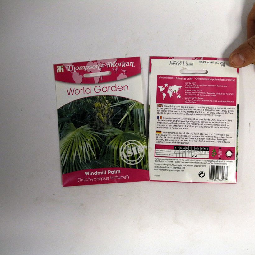 Voorbeeld van een exemplaar van Trachycarpus fortunei (zaad) - Chinese waaierpalm het zakje met 5 zaden (3g) zoals geleverd