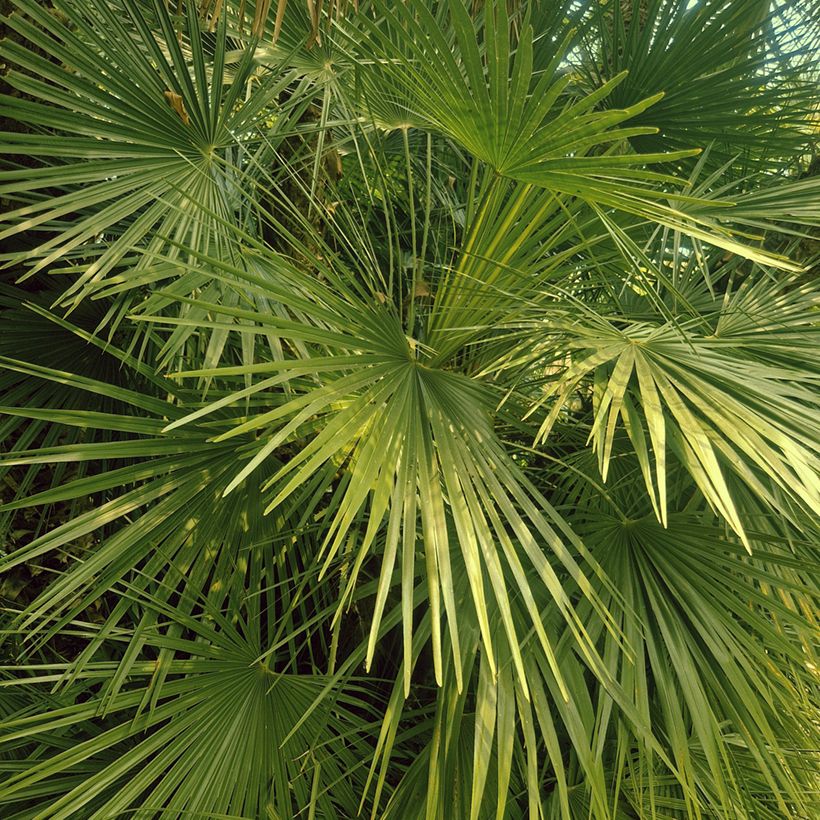 Chamaerops humilis (zaad) - Europese dwergpalm (Blad)