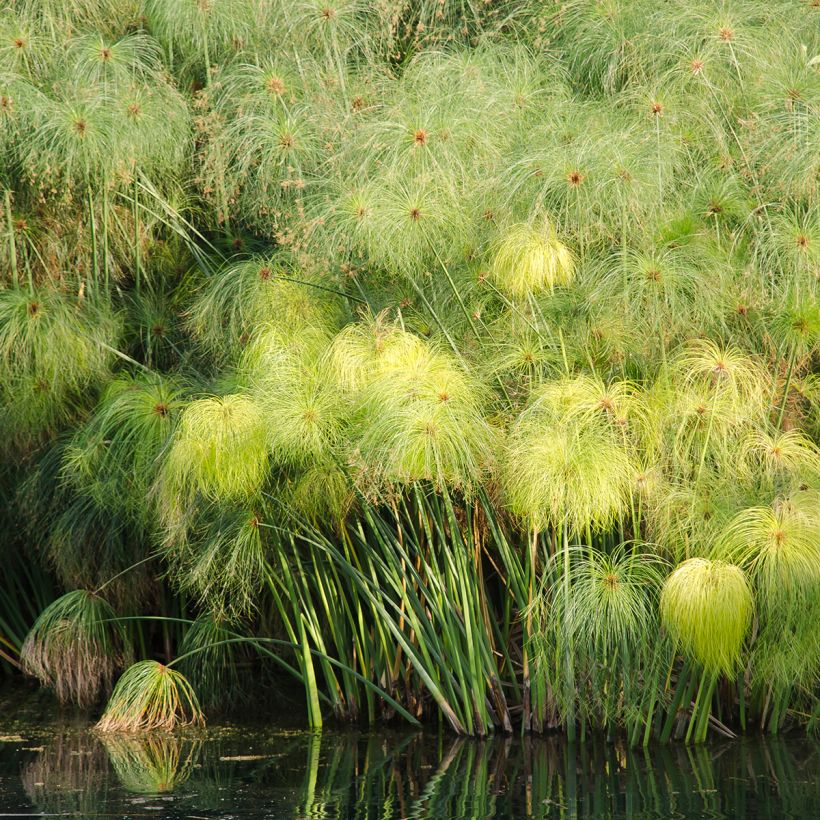Cyperus papyrus (zaad) - Papyrusplant (Groeiplaats)