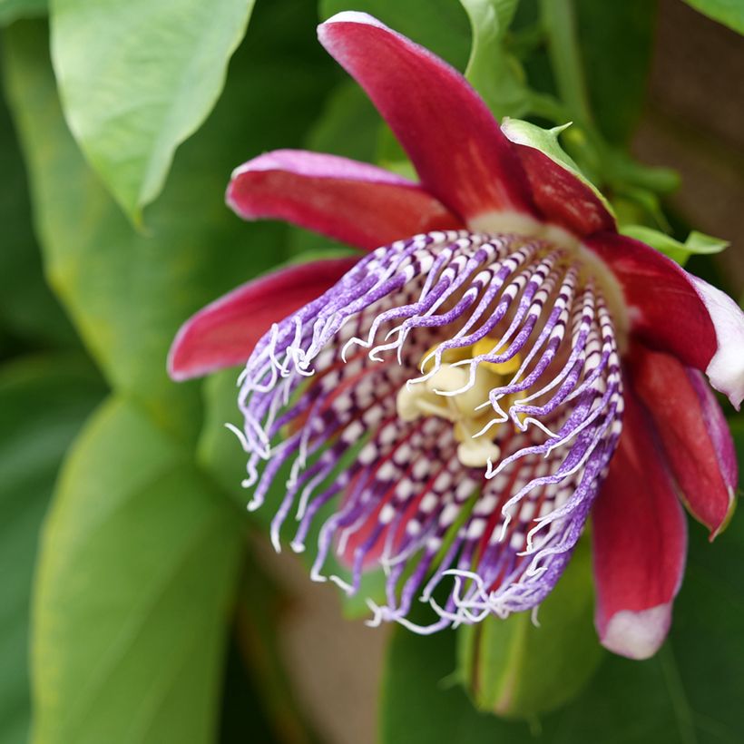 Passiflora quadrangularis (zaad) - Reuzenpassiebloem (Bloei)