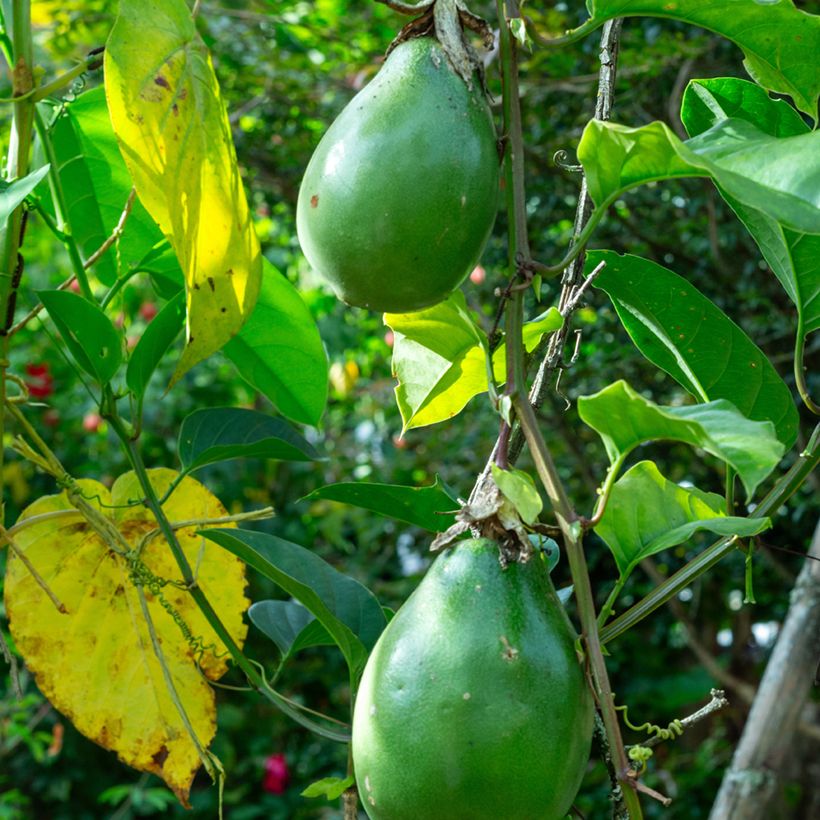 Passiflora quadrangularis (zaad) - Reuzenpassiebloem (Oogst)
