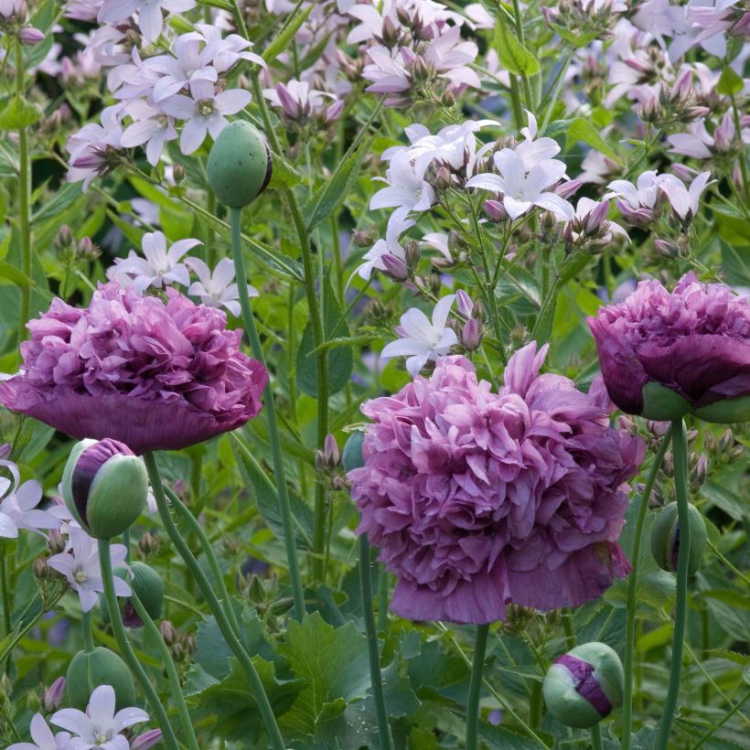 Papaver somniferum Purple Peony (zaad) - Eenjarige slaapbol (Bloei)