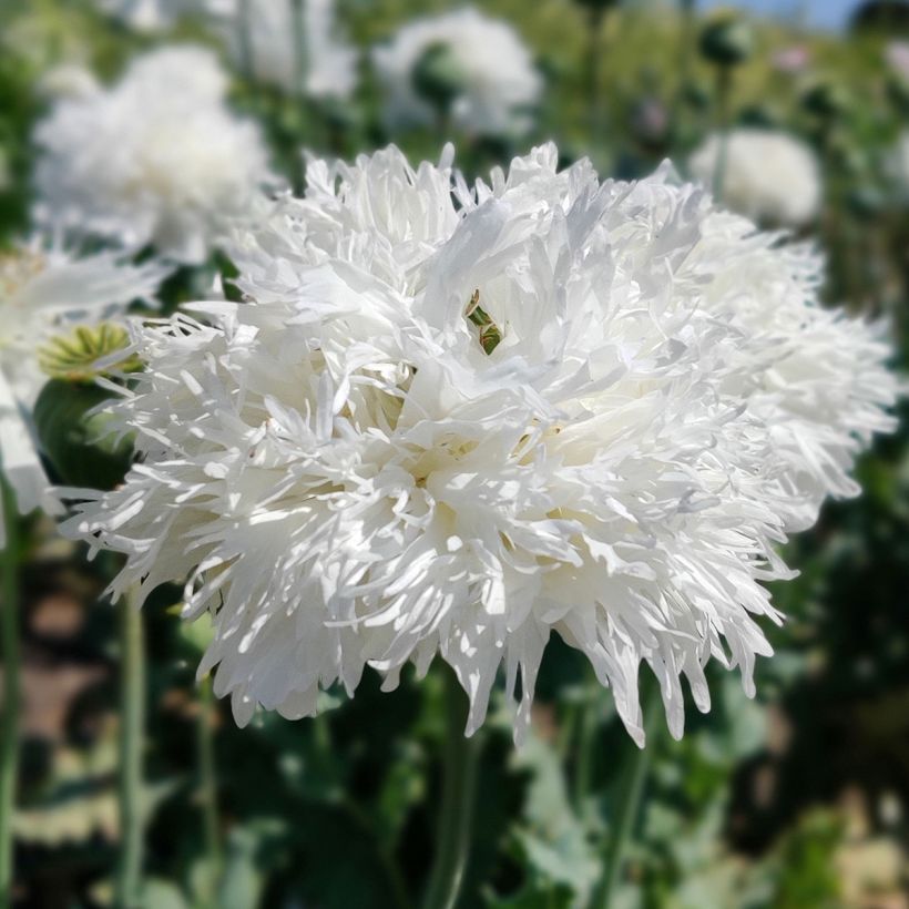 Papaver somniferum White Swan (zaad) - Eenjarige slaapbol (Bloei)