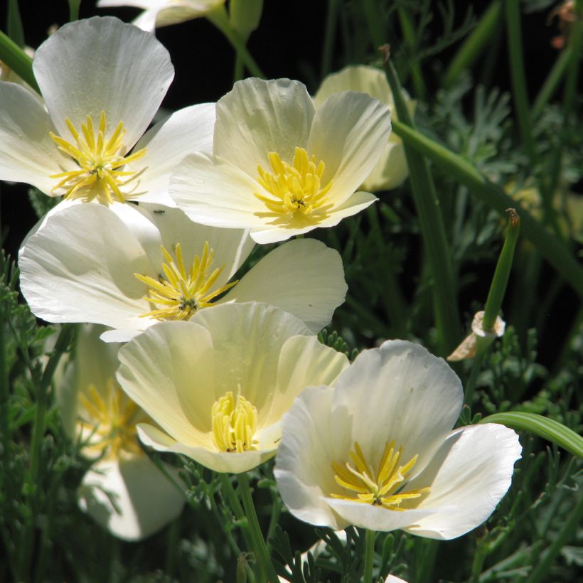 Eschscholzia californica Alba (zaad) – Slaapmutsje (Bloei)