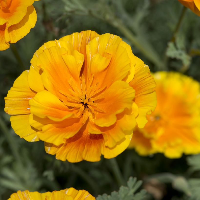 Eschscholzia californica Lady Marmalade (zaad) – Slaapmutsje (Bloei)