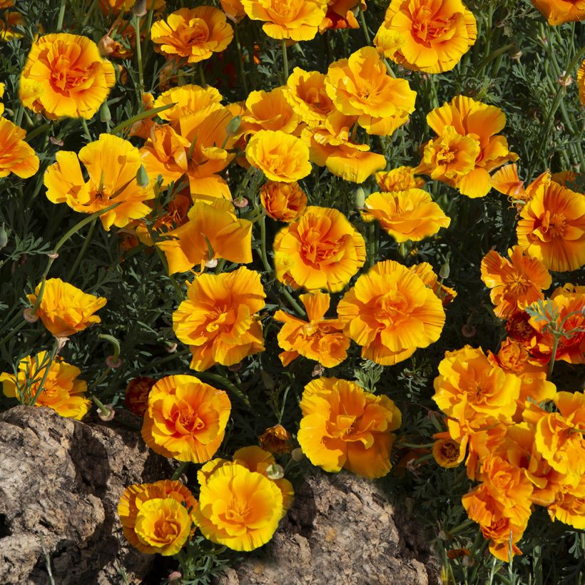 Eschscholzia californica Lady Marmalade (zaad) – Slaapmutsje (Groeiplaats)