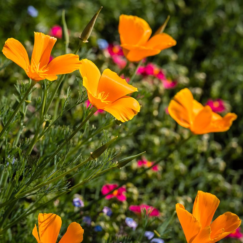 Eschscholzia californica Orange King (zaad) – Slaapmutsje (Bloei)