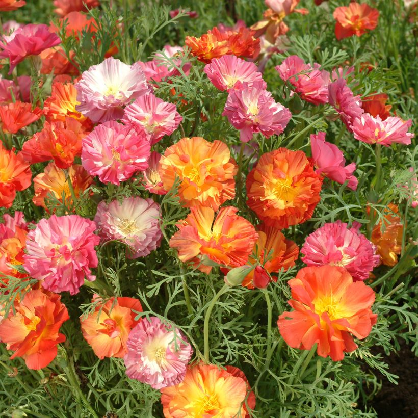 Eschscholzia californica Thai Silk Formula Mixture (zaad) – Slaapmutsje (Bloei)