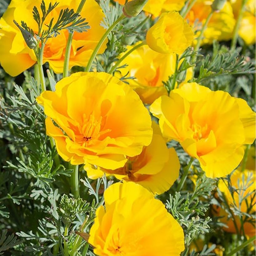 Eschscholzia californica Yukon Gold (zaad) – Slaapmutsje (Bloei)