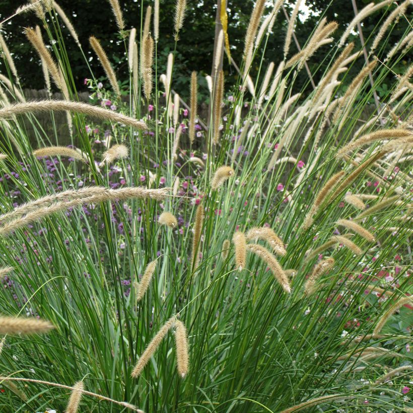 Pennisetum macrourum Tail Feathers (zaad) - Lampenpoetsersgras (Bloei)