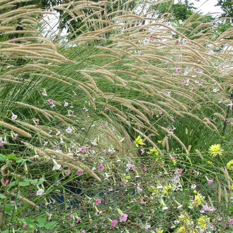 Pennisetum macrourum Tail Feathers (zaad) - Lampenpoetsersgras (Groeiplaats)