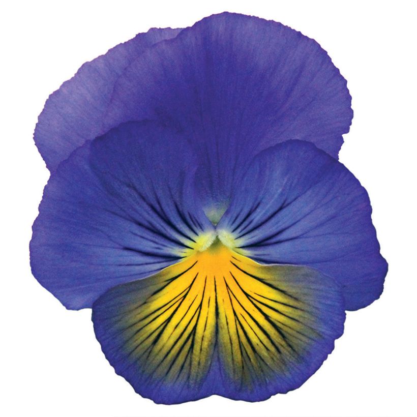 Viola wittrockiana Cats Plus Blauw and Geel (zaad) - Grootbloemige viool (Bloei)