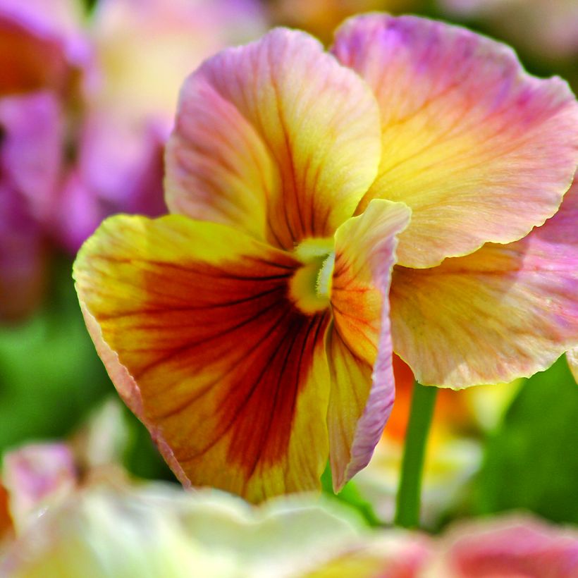 Viola wittrockiana Inspire Peach Shades (zaad) - Grootbloemige viool (Bloei)