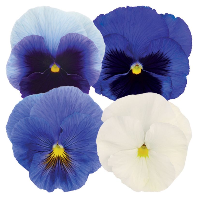 Viola wittrockiana Inspire Plus Summer Skies Mix (zaad) - Grootbloemige viool (Bloei)