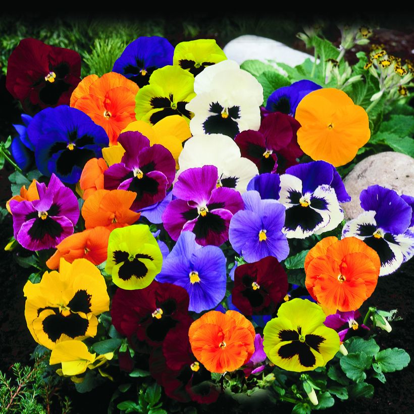 Graines de Pensée Trumpet Full Mix - Viola x wittrockiana (Groeiplaats)