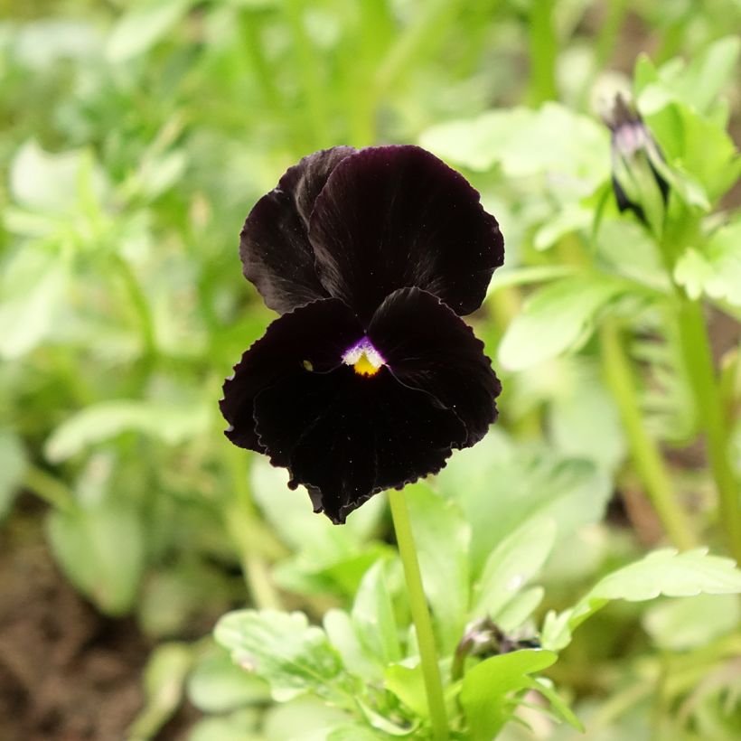 Viola wittrockiana Black Cristal (zaad) - Grootbloemige viool (Bloei)