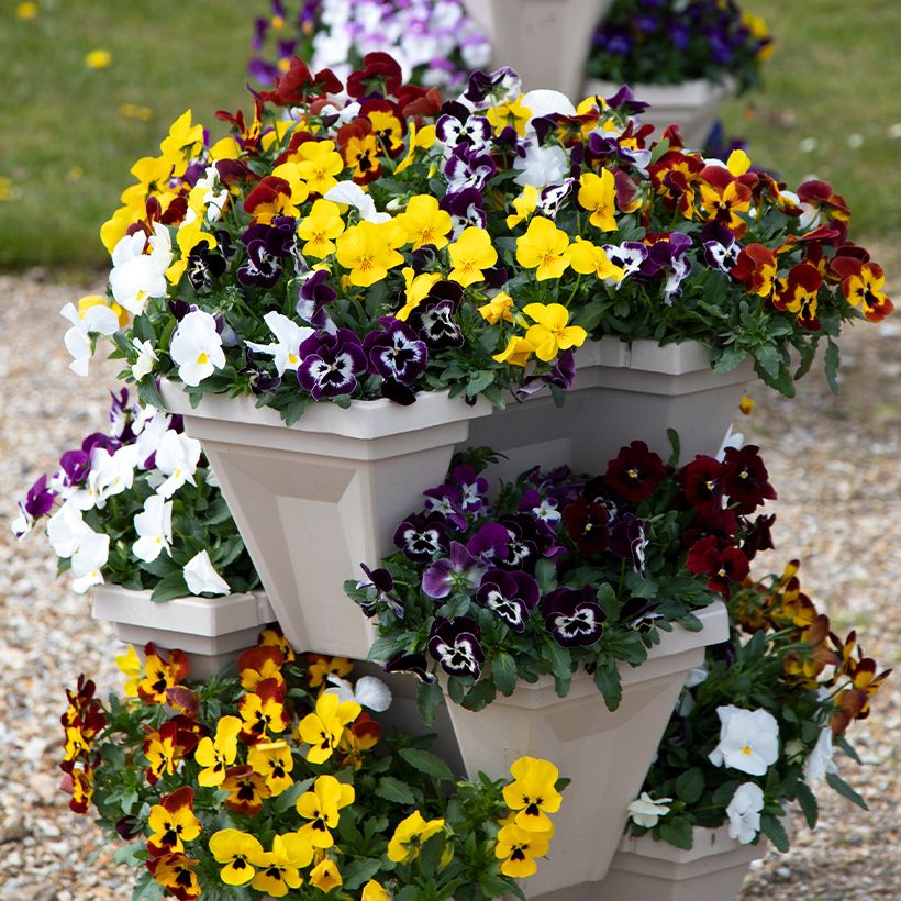 Viola wittrockiana Freefall XL Mix (zaad) - Grootbloemige viool (Groeiplaats)