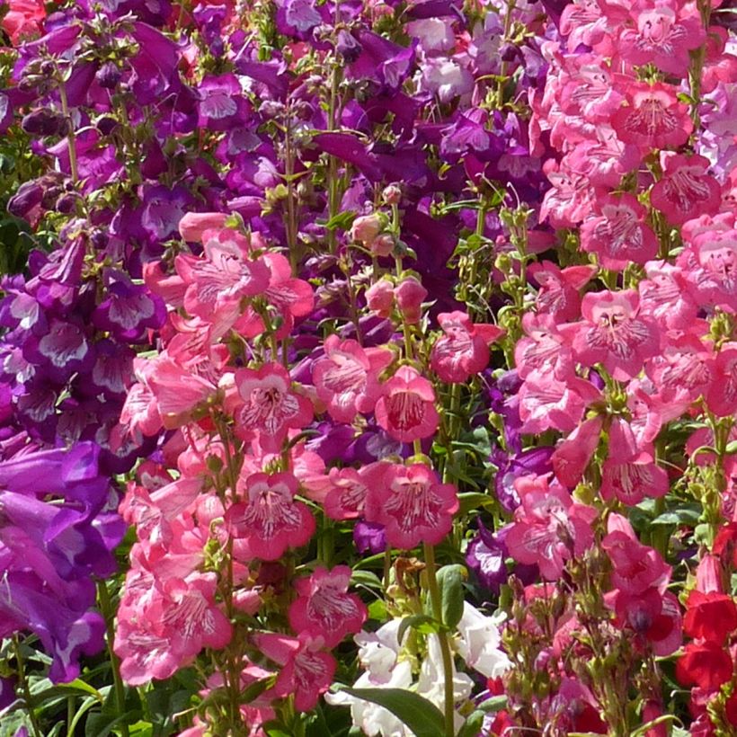 Penstemon hartwegii Wedding Bells (zaad) - Slangenkop (Bloei)