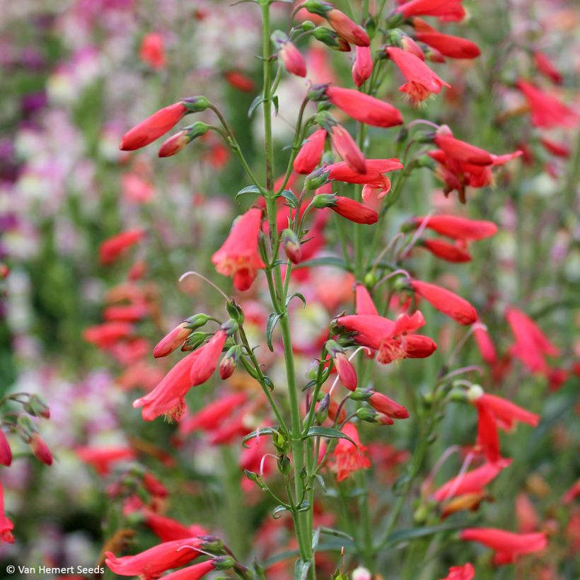 Penstemon barbatus Twizzle Scarlet (zaad) - Slangenkop (Bloei)