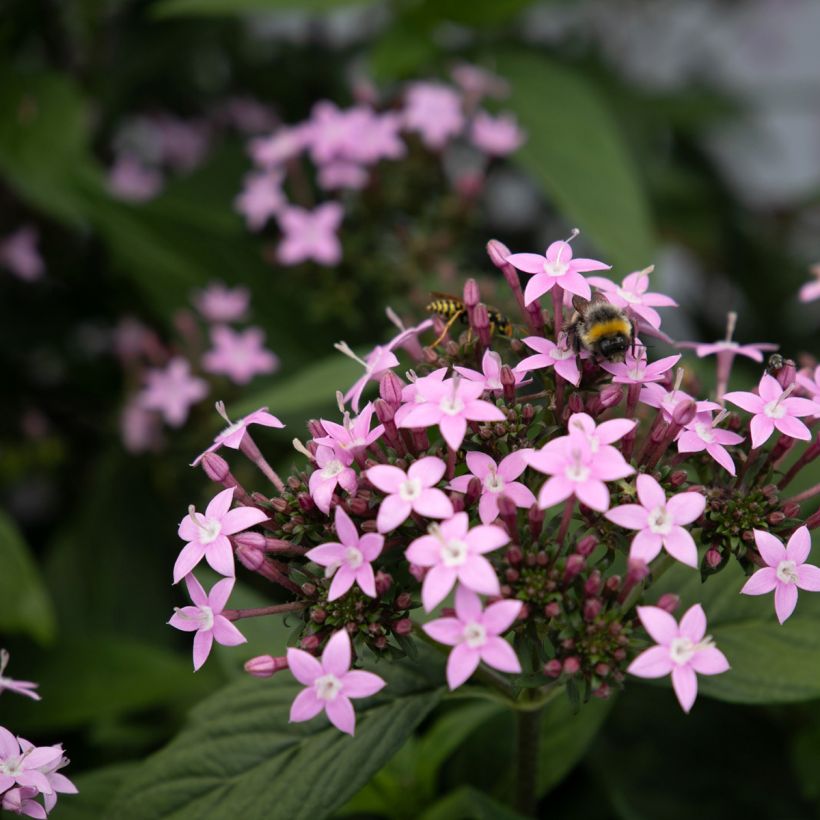 Pentas lanceolata Northern Lights Lavender (zaad) - Egyptische sterbloem (Bloei)
