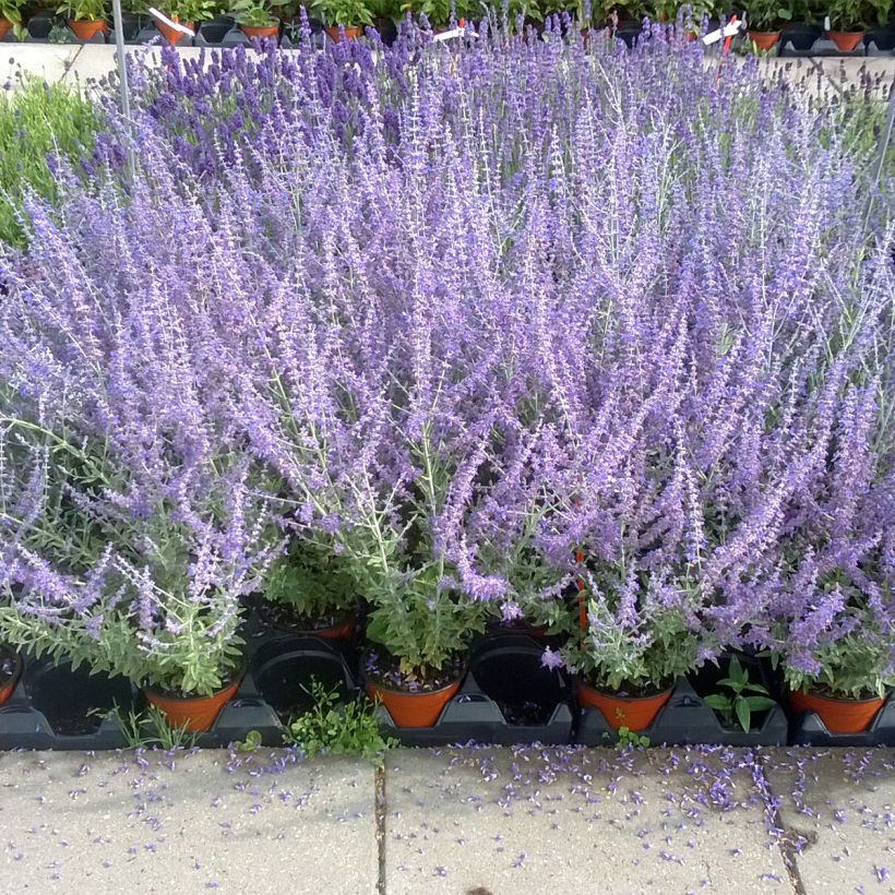 Perovskia atriplicifolia Blue Steel (zaad) - Russische salie (Groeiplaats)