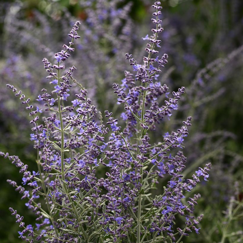 Perovskia atriplicifolia Blue Steel (zaad) - Russische salie (Bloei)