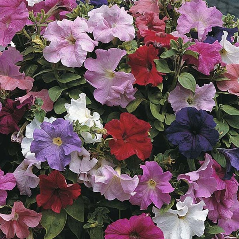 Petunia Cascade Extra (zaad) - Hangpetunia (Bloei)