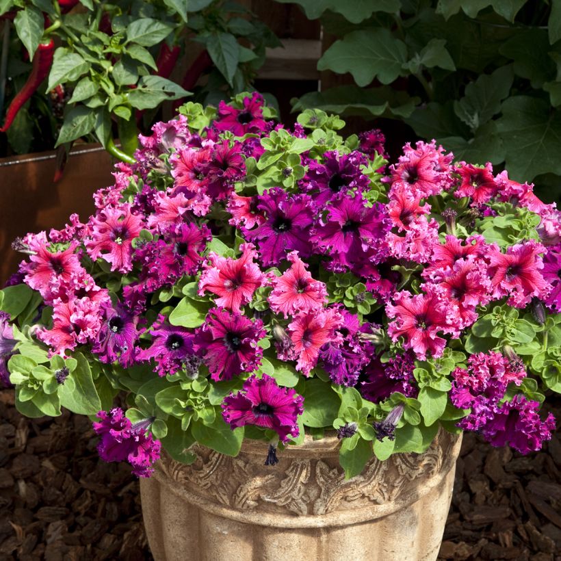 Petunia Espresso Frappé Mix (zaad) - Hangpetunia (Groeiplaats)