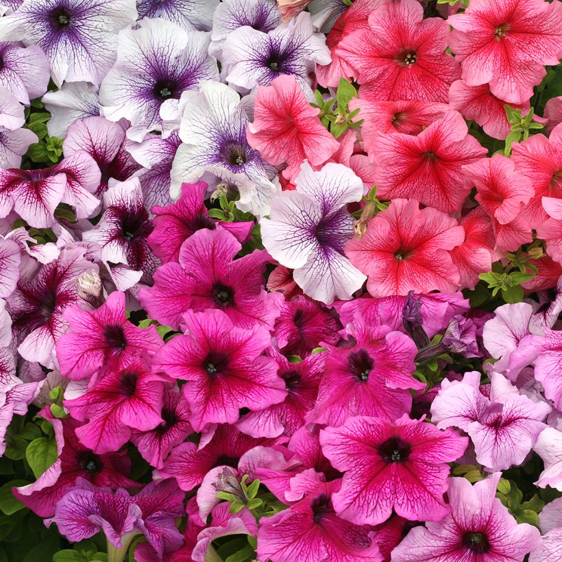 Petunia Prism Sundae Mix (zaad) - Hangpetunia (Bloei)