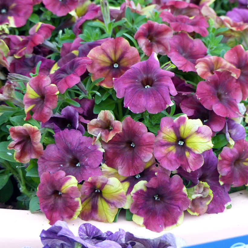 Petunia Shake Raspberry (zaad) - Hangpetunia (Bloei)