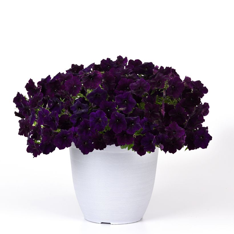 Petunia Easy Wave Navy Velour F1 (zaad) - Hangpetunia (Groeiplaats)